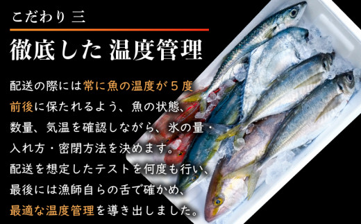 【 船上 神経締め 鮮魚 ボックス 】朝獲れ 直送 大漁コース (2025年5月出荷) 冷蔵 魚種お任せ 水揚げ 海鮮 魚介 産地直送 新鮮 天然 魚 詰め合わせ 