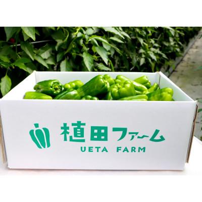 ふるさと納税 土佐市 高知県産 植田ファームのこだわりピーマン 3kg |  | 03