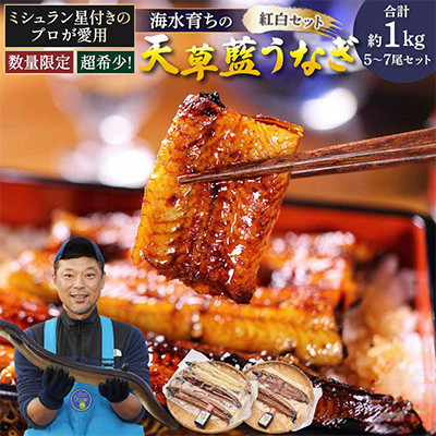 【毎月定期便】希少!海水育ちの天草藍うなぎ 紅白5～7尾セット(宇城市)全2回【配送不可地域：離島】【4056951】