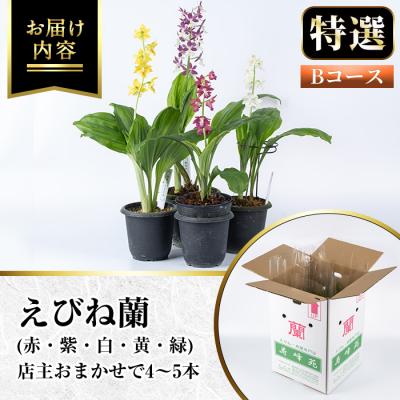 ふるさと納税 いちき串木野市 【個数限定】寿峰苑特選えびね蘭　店主おすすめBコース |  | 03