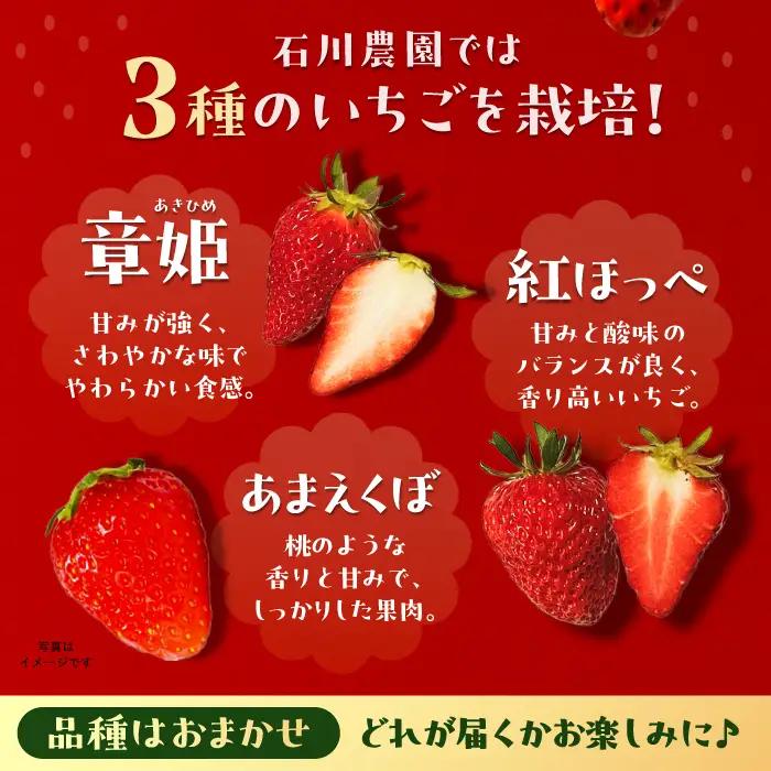 【先行予約】完熟 大粒 いちご 2パック(贈答用) / 恵那市 / クリエイティブファーマーズ [AUAH021] いちご