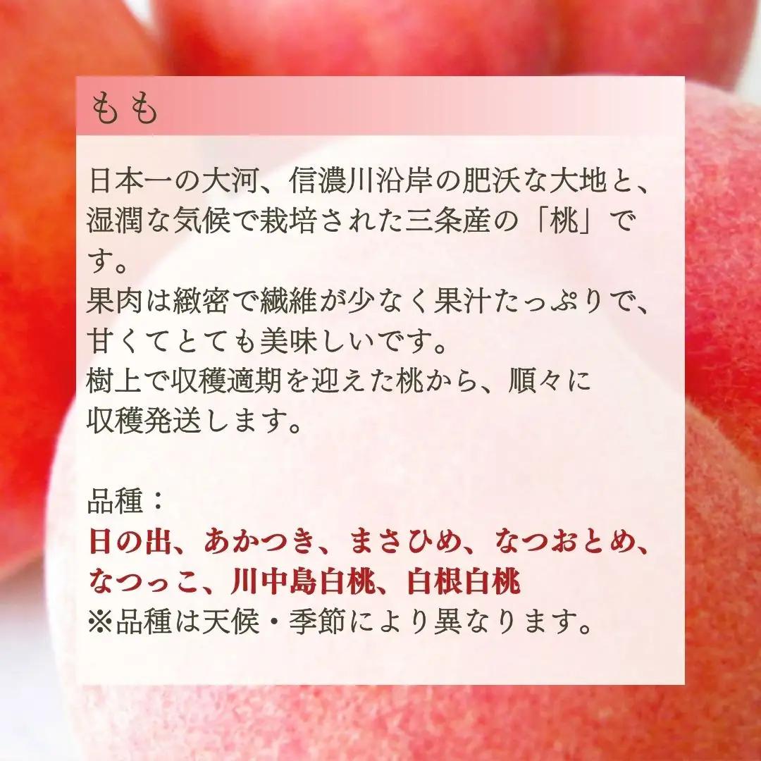 先行予約 フルーツ 定期便 全4回 フルーツ 定期便Bコース (桃3kg、シャインマスカット2房、和梨5kg、ルレクチェ3kg) 令和8年産 フルーツ 定期便 新潟県三条市 083S009