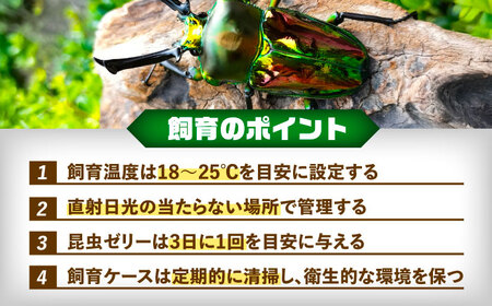【先行予約】ニジイロクワガタ 成虫ペア 飼育セット【配達不可：北海道・沖縄・離島】[AEDD002]
