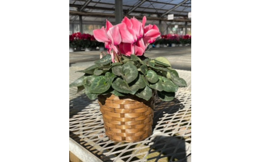 
            シクラメン（５号鉢）【11月受付分】
          