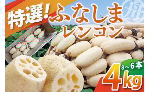 【先行予約】【特選】ふなしま蓮根(4kg箱)3～6本【レシピ 高品質 幻の蓮根 老舗 希少品種 柔らかい】(82-01)