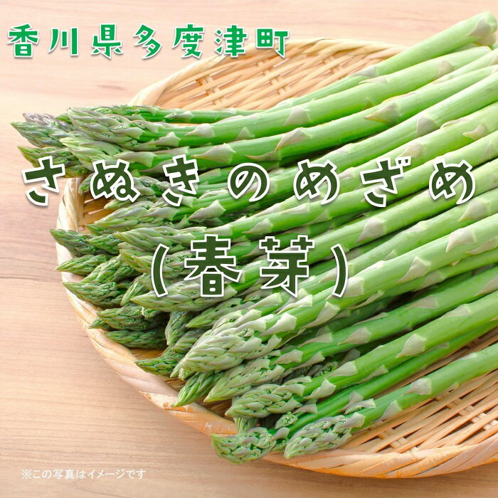 【ふるさと納税】さぬきのめざめ（春芽）【令和8年3月中旬頃から発送！予約受付中！】アスパラガス シャキシャキ 爽やかな甘み まろやか 長い　野菜　やさい　香川　多度津町　期間限定