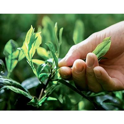 ふるさと納税 城陽市 京抹茶 孫右ヱ門:ほんず抹茶　御銘　白栲(-しろたえ-)20g |  | 02