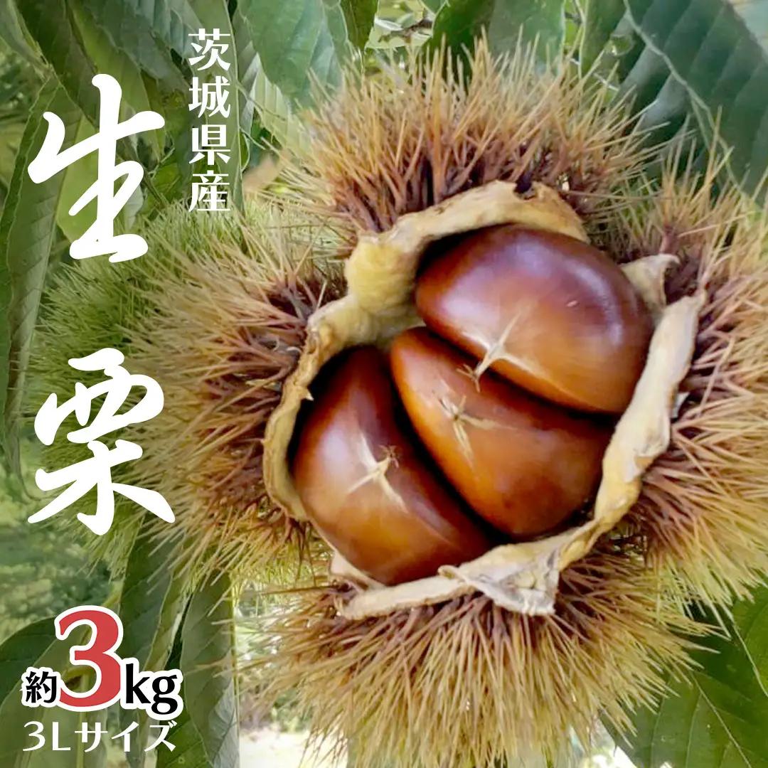 無燻蒸 生栗 3L サイズ 約 3kg [DH014sa]