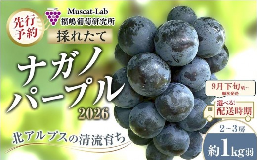 【先行予約】A　2026　ナガノパープル　2房～3房　約1kg弱　長野県産【2026年9月下旬頃～順次発送予定】国際特許有機肥料栽培