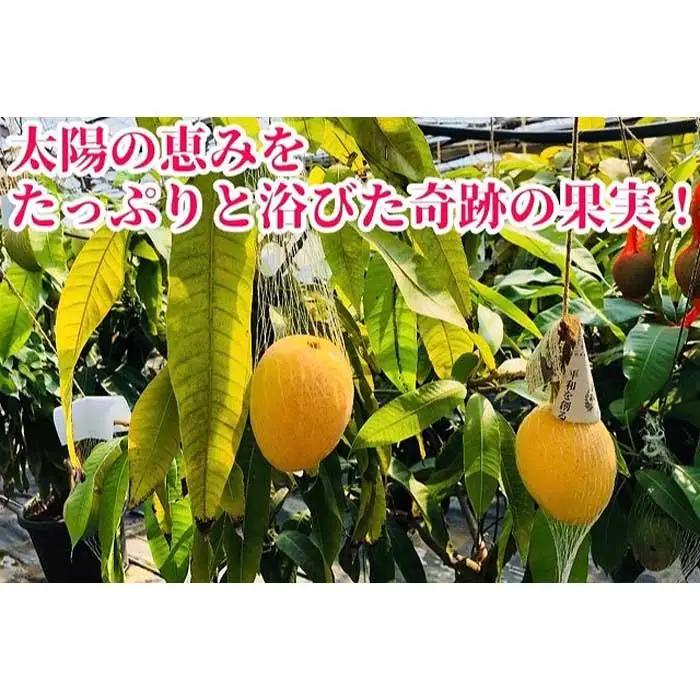 ◆先行予約◆和歌山県産　紀州完熟マンゴー『吉玉』2玉入り［2026年7月下旬から8月下旬頃順次発送予定］［MG19］