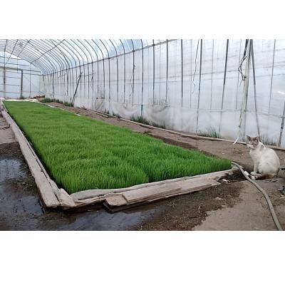 ふるさと納税 韮崎市 令和7年産コシヒカリ(白米)5kg×1袋 |  | 01