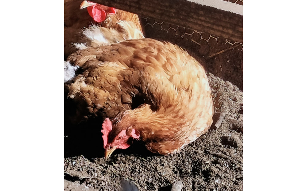 【定期便：6か月】単なる平飼いではない究極の卵『わたしたちのぷらいどたまご』6パック（60個）セット