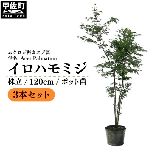 イロハモミジ（伊呂波紅葉）苗木 株立 樹高1.2m前後 3本セット ポット苗 シンボルツリー 落葉樹 植木 庭木【価格改定】
