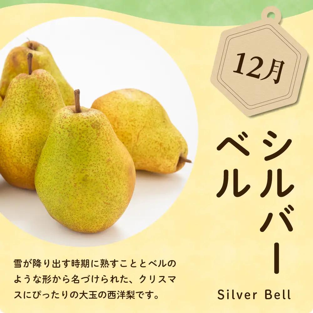 【先行予約】 定期便 令和8年産 西洋梨の定期便 全4回 約8kg 山形