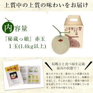 【冬限定】極上メロン「秘蔵っ娘」赤玉(赤肉)1個 メロン マスクメロン 果物 くだもの デザート 赤肉 a5-060-w