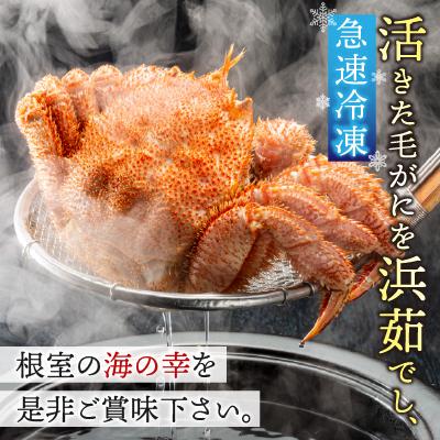 ふるさと納税 根室市 【北海道根室産】毛がに600g前後×1尾 B-21006 |  | 01