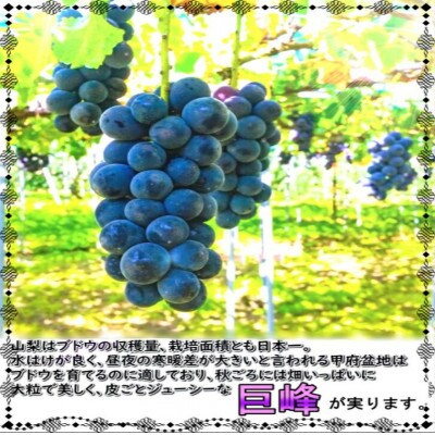 安心のクール便発送　山梨県産　巨峰 1kg(2房)【配送不可地域：離島・北海道・沖縄県・中国・四国・九州】