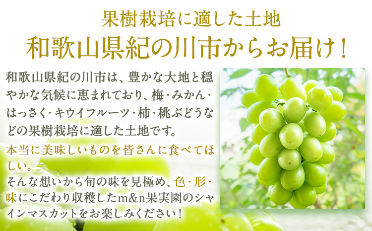 大粒シャインマスカット約1.2kg(600g程度×2)m&n果実園《8月末-10月上旬頃より出荷予定》和歌山県 紀の川市