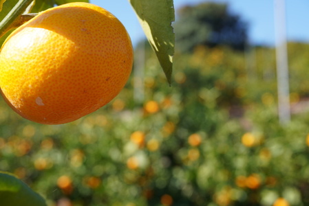 先行予約 みかん 青島 温州みかん 約8kg 60個前後 2025年11月下旬から12月中旬頃発送予定 ひでみかん
