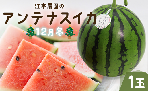 スイカ １玉【期間限定】江本農園の12月冬アンテナスイカ1玉 - すいか 贈り物フルーツ 果物大好き 食後 デザート おやつ em-0035
