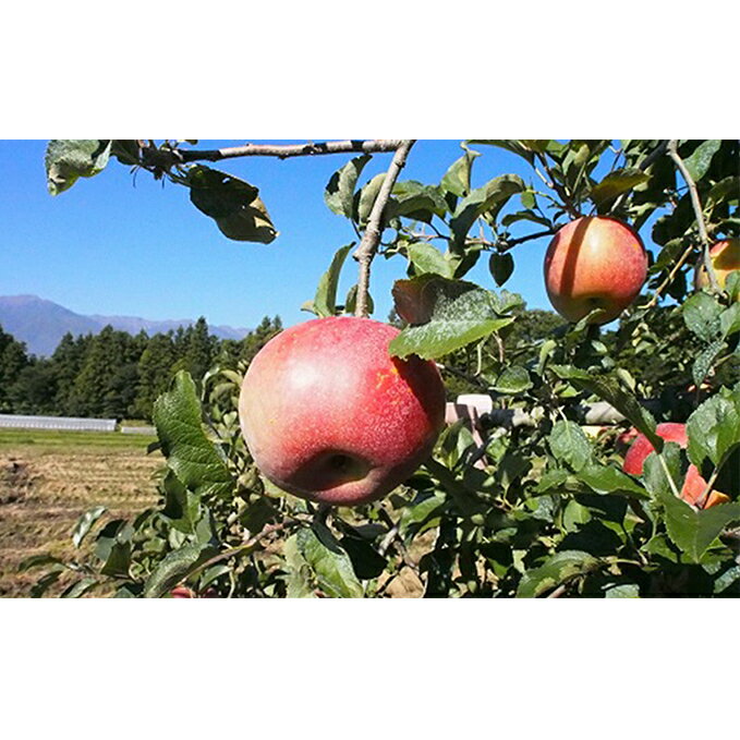 【ふるさと納税】りんご 長野 特選 贈答用 サンふじ 5kg （12～18玉） 産地直送 ギフト プレゼント 贈答 贈答品 贈り物 フルーツ 果物 デザート おやつ サンフジ 林檎 秋 旬 旬の果物 信州 長野県 長野県産　お届け：2025年11月20日～12月20日