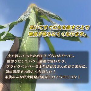 とうもろこし もぎたて ドルチェドリーム 約 4kg 12本~14本 トウモロコシ コーン 美味しい おいしい 茹でとうもろこし 焼きとうもろこし スープ 野菜 やさい バーベキュー BBQ 産地直送