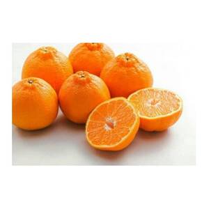 主井農園の不知火ご家庭用4.5kg【配送不可地域：離島】【1710858】