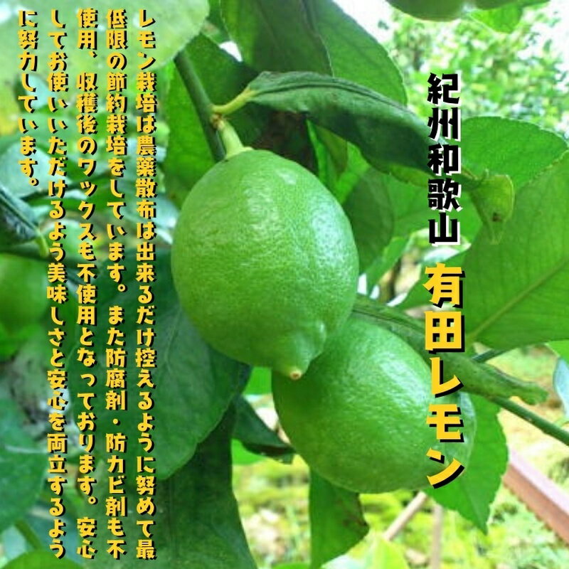 【ふるさと納税】 【国産】紀州和歌山 有田レモン 【約1～3kg】+200g(傷み補償分)　※2026年9月下旬～2027年3月下旬に順次発送 予定