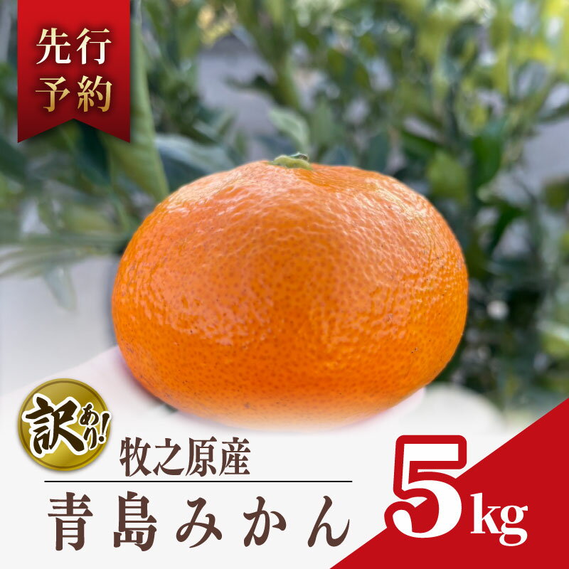 【ふるさと納税】 選べる 訳あり みかん 青島 みかん 約 5kg 先行予約 2025年 12月 下旬 から 発送 ミカン 蜜柑 柑橘 果物 フルーツ 数量限定 果汁 果実 農家 直送 ギフト 贈答 美味しい 不揃い わけ あり 国産 安心 minorien 牧之原市 静岡県