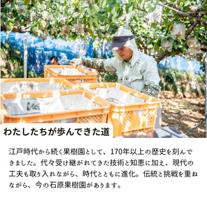 詰め合わせ 3㎏箱 赤秀 備前横綱梨1玉(1～1.5㎏玉)・備前乙女梨３～5玉 【先行予約 2026年11月中旬から順次発送】