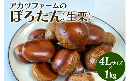 アカツファーム の ぽろたん（ 生栗 ） 超特大 4Lサイズ 1kg 栗 笠間 くり クリ 特大 大きい 大粒 国産 国産栗 和栗 甘栗 栗ご飯 栗きんとん 栗おこわ 甘露煮 マロン 秋 旬 おやつ スイーツ きんとん 保存料不使用 無添加 ギフト 茨城県 笠間市