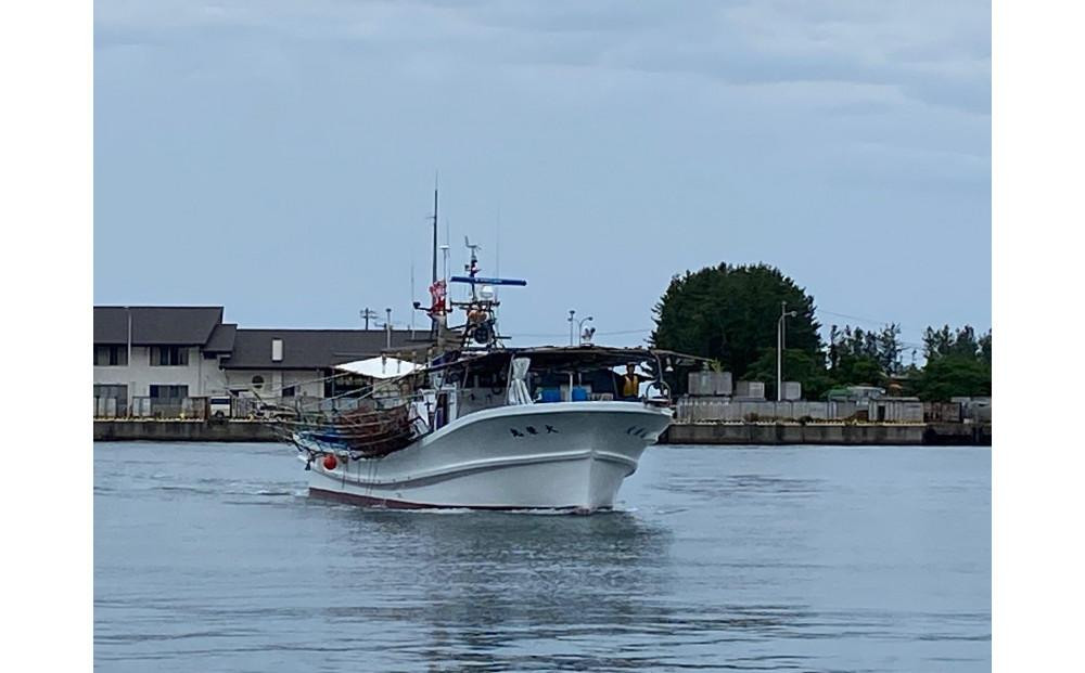 【先行予約】【令和8年1月中旬以降発送】佐渡産 南蛮エビ（甘エビ）冷凍 500g（約40尾）