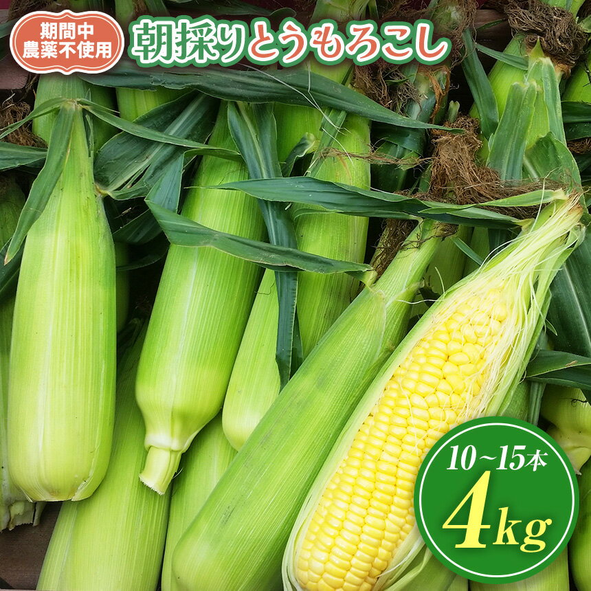 【ふるさと納税】【栽培期間中農薬不使用・無化学肥料・無家畜性肥料で育てた】 朝採り とうもろこし 約4kg ( 10～15本 )【2026年7月下旬～発送】| トウモロコシ 自然 旨味 甘味 生食 農薬不使用 無化学肥料 無家畜性肥料 信州 八ヶ岳 長野県 諏訪郡 原村