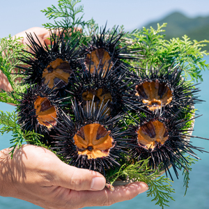 紫うに 瓶詰め 50g 5本 山口県 長門市産 地物 国産 冷凍 (1629)