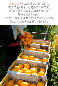 訳あり 八朔 約10kg 大小混合 サイズ不選別 【北海道・沖縄県・一部離島 配送不可】 海南市産 まごころ産直みかん 木成り 完熟はっさくフルーツ 和歌山 国産 産地直送［Mg69］
