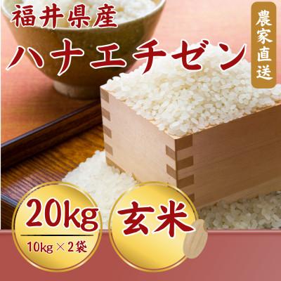 ふるさと納税 小浜市 【新米】令和8年産ハナエチゼン　玄米　20kg