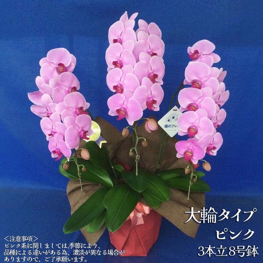 【ふるさと納税】胡蝶蘭 大輪 ミディタイプ ピンク 3本立 8号鉢 | 胡蝶蘭 開店祝い ピンク 白い 開業 お祝い インテリア 栃木県 下野市 送料無料