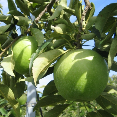 
                  ＜南信州あじさい農園＞葉とらずりんご(グラニースミス)約3kg_果物 生果 家庭用 産地直送 長野県 飯島町【1593235】
                