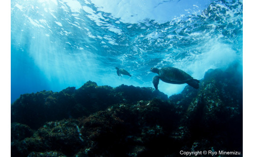 
清水町ふるさと大使　海洋生物写真家　峯水亮氏による　作品パネル　Breaking waves of turtles（_MG_0350_A3W）
