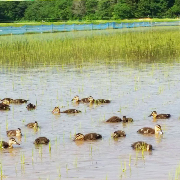 新米予約 令和7年 新潟県産コシヒカリ 特別栽培米 10kg 10キロ 5kg×2 上越市 三和区神田 富永農産 有機肥料、自家製たい肥を使用し米つくり 送料無料