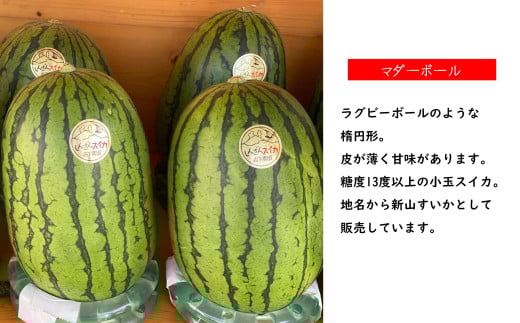 ＜2026年8月上旬よりお届け＞北海道壮瞥産　新山すいか 小玉すいか（マダーボール）Lサイズ2玉 スイカ SBTN002