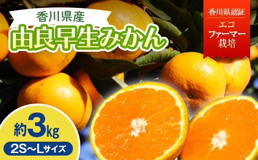 
                  2026年秋よりお届け 農園直送 高糖度温州みかん（由良早生）約3kg 果物類 柑橘類 フルーツ  FAH-0182
                