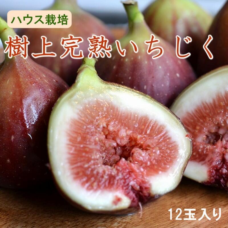 【ふるさと納税】【ハウス栽培】和歌山県産樹上完熟いちじく12玉入り ※2025年8月上旬～2025年10月上旬頃発送予定 / イチジク 無花果 いちじく 果物 くだもの 和歌山