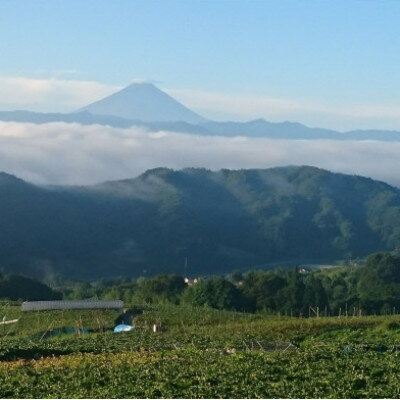 【ふるさと納税】【牧丘天空の丘】2026年ブラックシャイン『富士の輝き』体験型ぶどう苗木オーナー権利【5年間】【1579807】