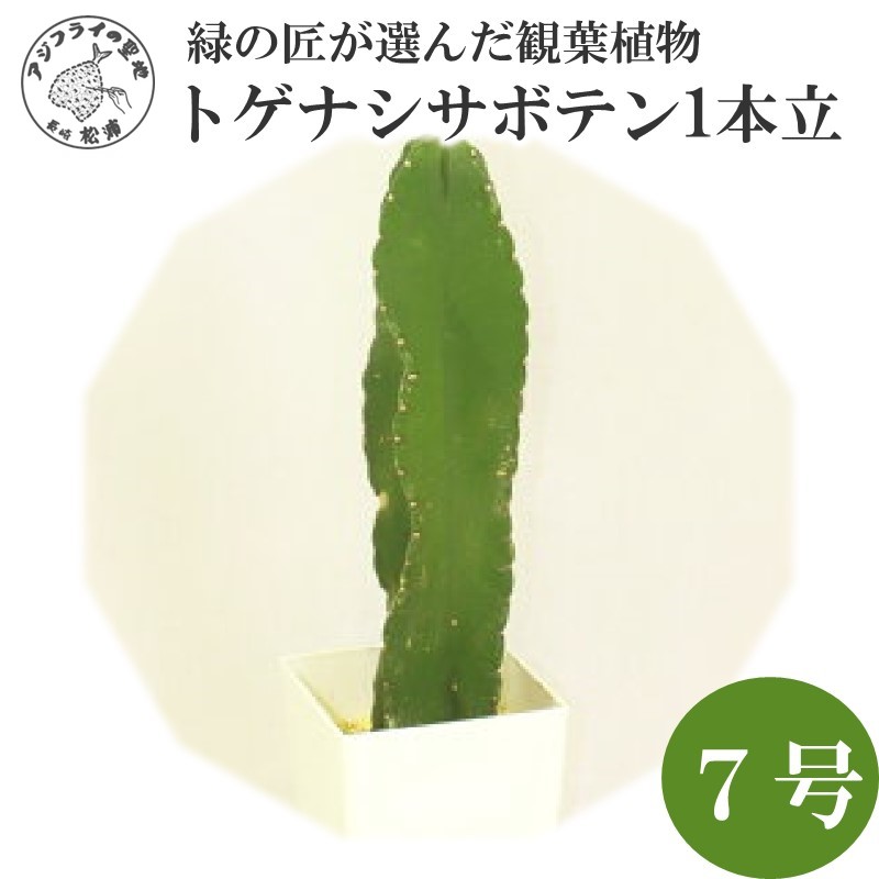 緑の匠が選んだ観葉植物 素敵な空間づくりに トゲナシサボテン 1本立 7号( トゲナシサボテン 観葉植物 インテリア 植物 新築祝い 贈り物 開店祝い 引っ越し祝い 送料無料 )【B8-019】