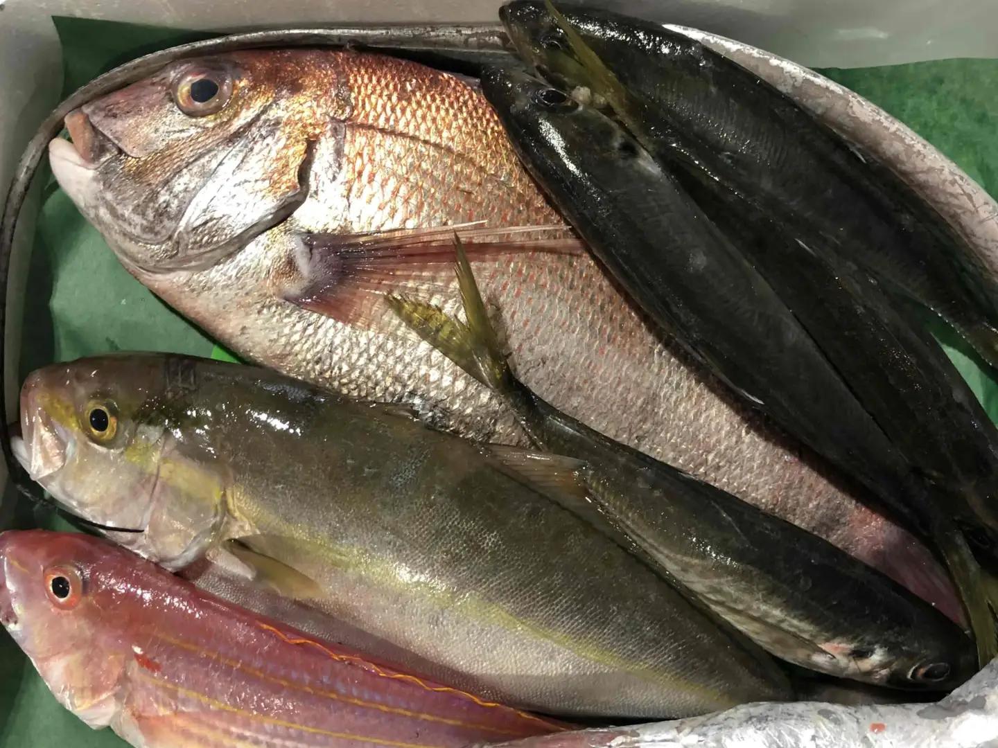 竹中水産の八幡浜発!「朝獲れデイリー鮮魚BOX」1.5kg【C22-277】【配送不可地域：離島・北海道・沖縄県】【1298414】 YWTM094