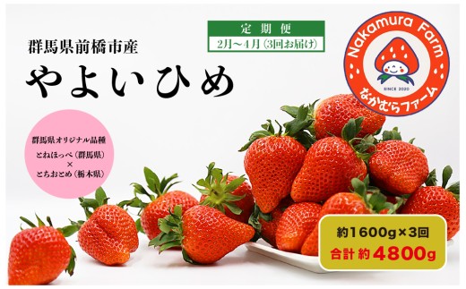 2026年産 いちご【定期便／３ヵ月連続お届け】『やよいひめ』 約1,600g×3回（総量4.8Kg) 2月発送開始 【2025年群馬県いちご品評会入賞！】