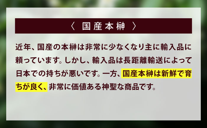 植物 福の山・榊（サカキ） 苗木(1ポット):20cm 広島県福山市/小林商事 本榊 さかき 苗木 地植え 神棚 プランター 観葉植物 [BAEA009]