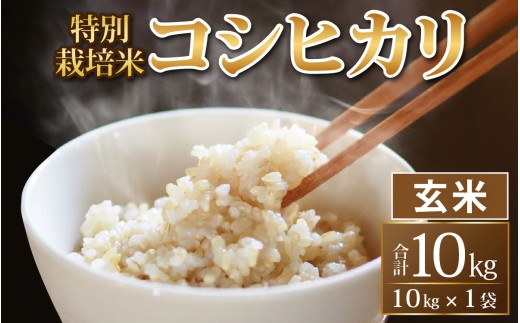 【令和8年度産 新米 先行予約】【玄米】特別栽培米 コシヒカリ 10kg  [B-033102]  / 無農薬 減農薬 こしひかり 特別栽培 白米 玄米 米 お米 5キロ 10キロ こめ コメ 送料無料 こしひかり 福井 永平寺町産