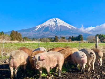 0015-68-01　朝霧高原放牧豚　お楽しみセット